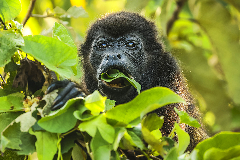 Female mantled howler monkey (Alouatta palliata) eating tree leaves in a north Pacific coast forest, Esperanza, Nosara, Guanacaste, Costa Rica