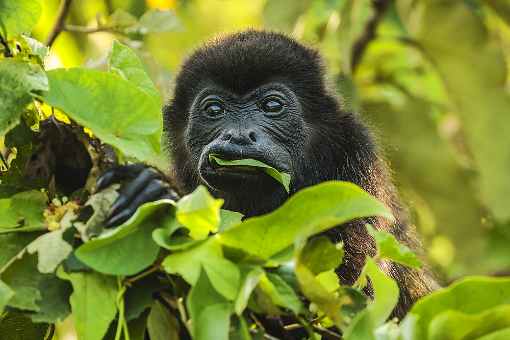 Female mantled howler monkey (Alouatta palliata) eating tree leaves in a north Pacific coast forest, Esperanza, Nosara, Guanacaste, Costa Rica