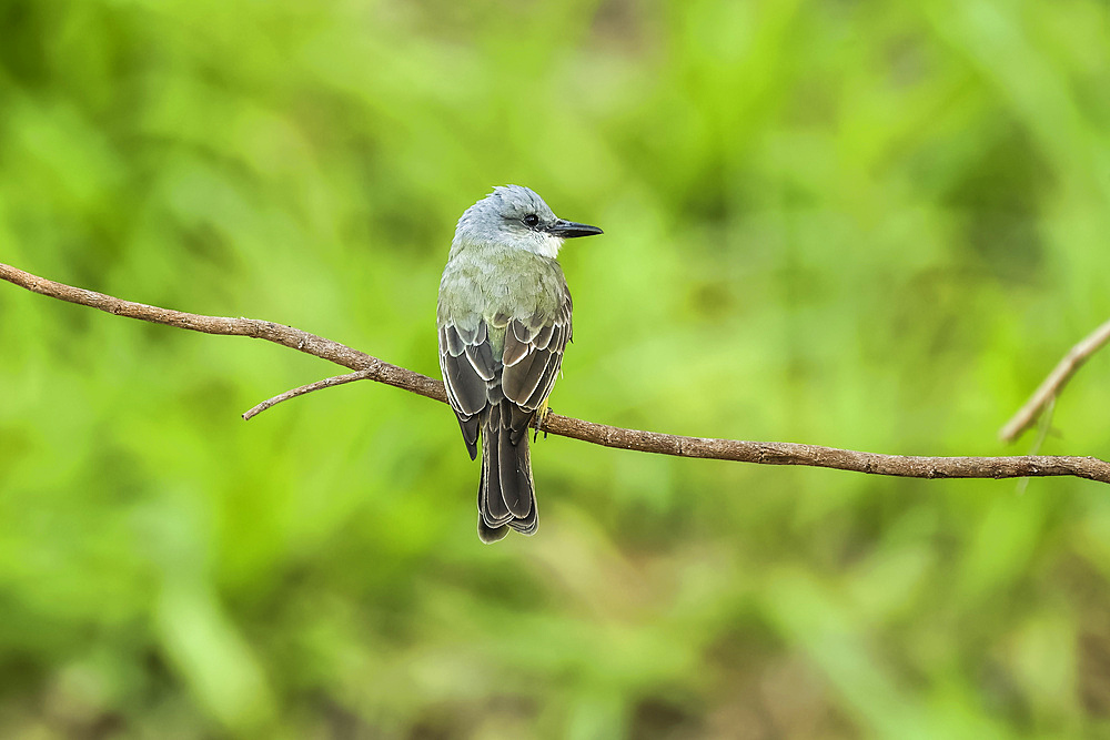 Tropical Kingbird (Tyrannus melancholicus) a large tyrant flycatcher bird, common in the southern Americas. Esperanza, Nosara, Guanacaste, Costa Rica.