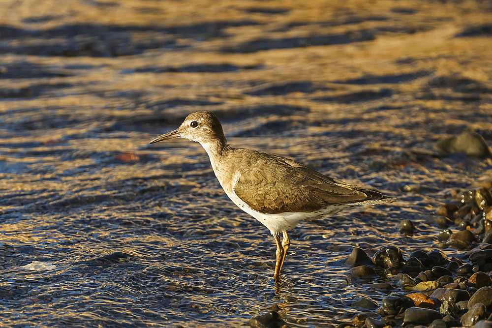 Spotted sandpiper (Actitis macularius) non-breeding plumage, common shorebird in the Americas, Nosara River, Nosara, Guanacaste, Costa Rica