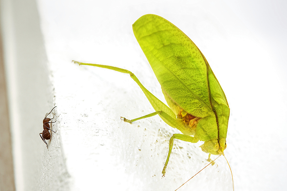 Round-headed katydid (bush cricket) (Amblycorypha), earhole in forelegs, superb leaf mimic with leg scraping song, Guanacaste, Costa Rica