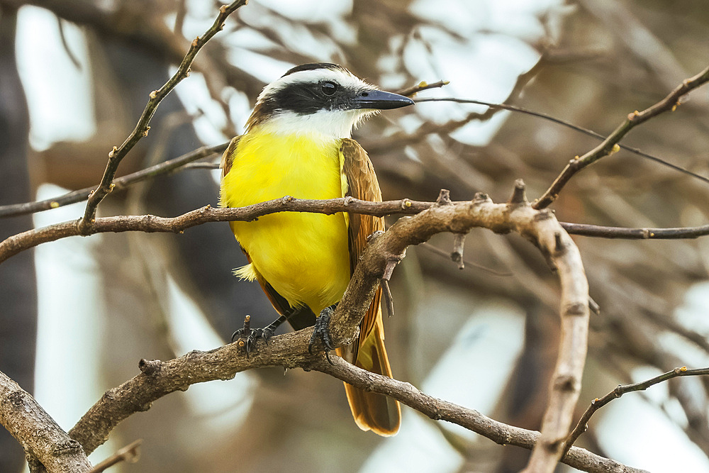 Great kiskadee (Pitangus sulphuratus) a large colorful tyrant flycatcher, common in the Pacific North, Esperanza, Nosara, Guanacaste, Costa Rica