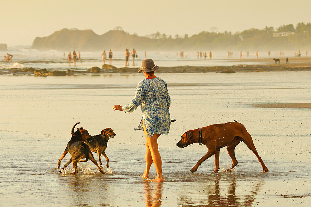 Woman walking small dogs scared of a large playful Ridgeback on popular Playa Guiones surf beach, Guiones, Nosara, Guanacaste, Costa Rica