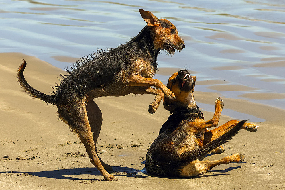 Two dogs play fighting on Playa Guiones beach, popular for surfing & surf lessons, yoga & dog walking. Playa Guiones, Nosara, Guanacaste, Costa Rica.