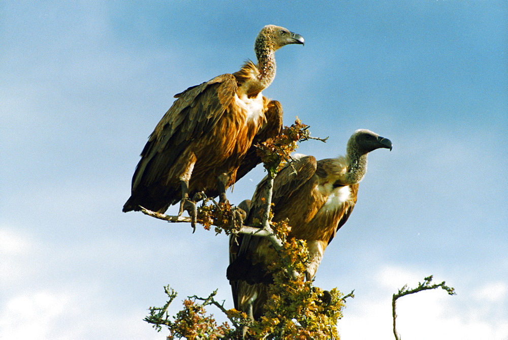 Vultures, Masai Mara National Park, Kenya, East Africa, Africa