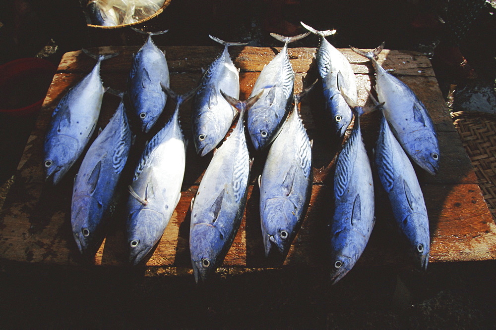 Fish for sale in the market at Hoi An on the Thu Bon River south of Danang, Vietnam, Asia