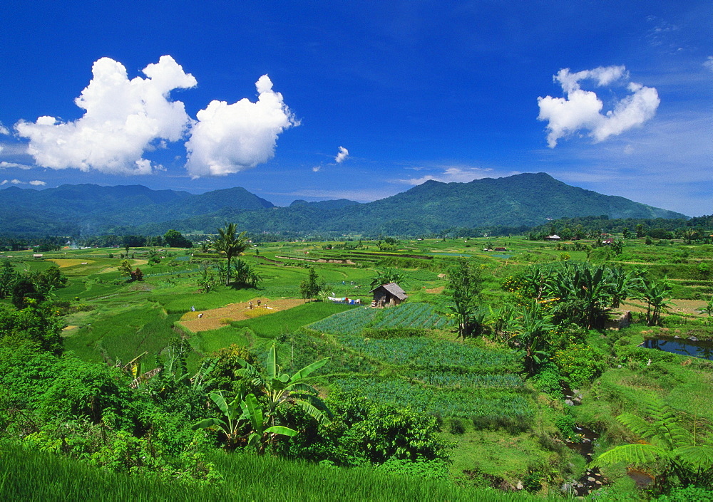 Rice Terrace, Minangkabau, Sumatra, Indonesia