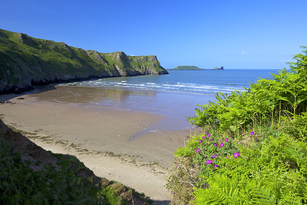 Bloody cranes-bill growing on Rhossili Beach, Worm's Head, spring morning sunshine, Gower Peninsula, County of Swansea, Wales, United Kingdom, Europe