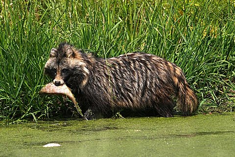 Raccoon Dog (Nyctereutes procyonoides) with a fish in its mouth