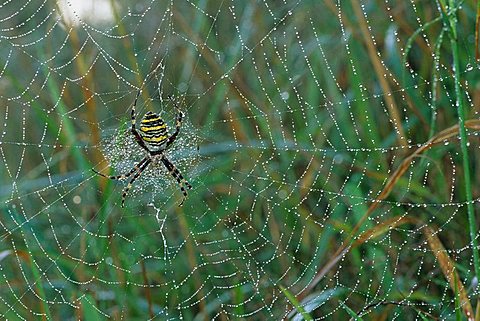 Wasp Spider (Argiope bruennichi) in its web covered in morning dew