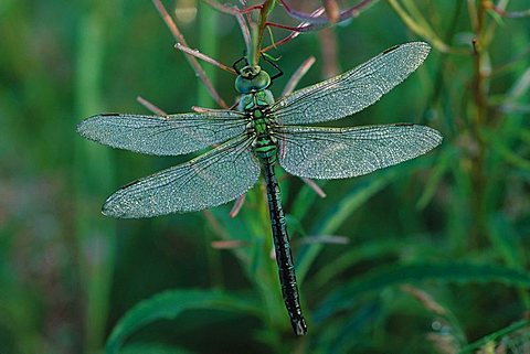 Emperor Dragonfly (Anax imperator)