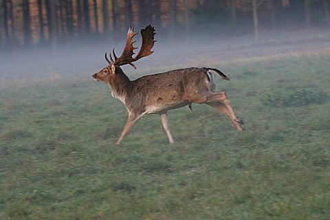 Fallow deer (Dama dama), male in morning fog