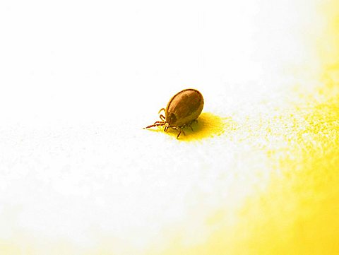 A Closeup of a tick (Ixodes ricinus)