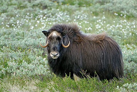 Musk Ox (Ovibos moschatus), Nationalpark Dovrejell, Norway