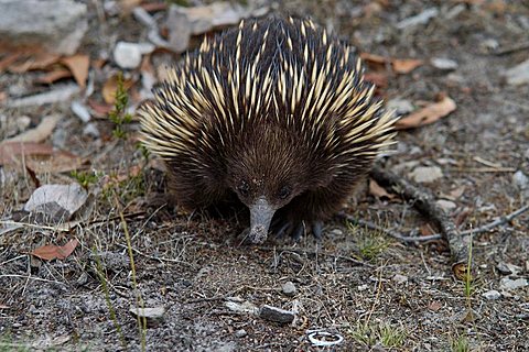 Spiny anteater Echidna Australia