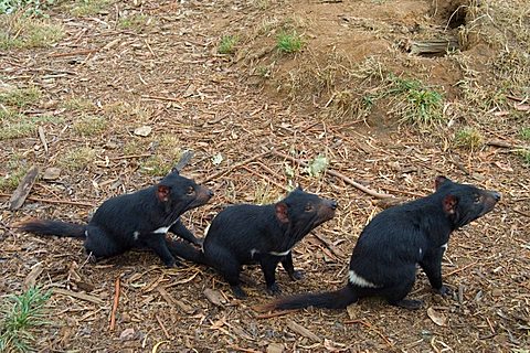 Tasmanian Devil Sarcophilus harrisii in Tasmanian Devil Park in Taranna Tasmania Australia