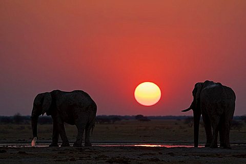 African Elephants (Loxodonta africana) drinking at a water hole, sunset, Nxai Pan, Makgadikgadi Pans National Park, Botswana, Africa