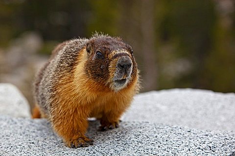 Groundhog, Woodchuck or Whistle-pig (Marmota monax), Yosemite National Park, California, USA