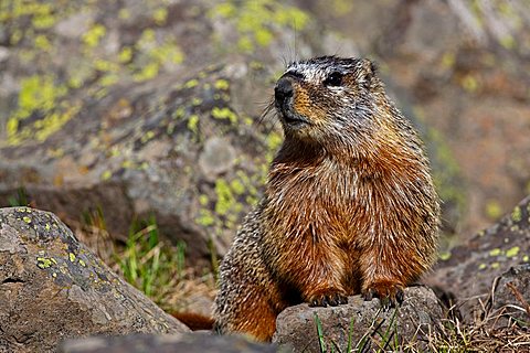 Groundhog, Woodchuck, Whistle-pig, Land-beaver (Marmota monax), Yellowstone National Park, Wyoming, Idaho, Montana, America, United States