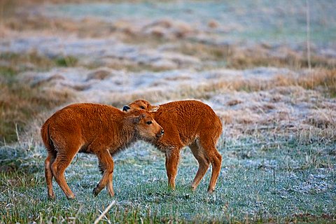 Bison calves, American Bison or American Buffalo (Bison bison), Yellowstone National Park, Wyoming, Idaho, Montana, America, United States