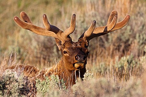 Wapiti, Elk (Cervus canadensis), Deer Yellowstone National Park, Wyoming, Idaho, Montana, America, United States