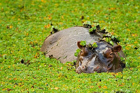 Hippopotamus (Hippopotamus amphibius) in a small water hole with aquatic plants, South Luangwa National Park, Zambia, Africa