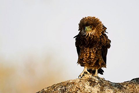 Young Bateleur (Terathopius ecaudatus), South Luangwa National Park, Zambia, Africa