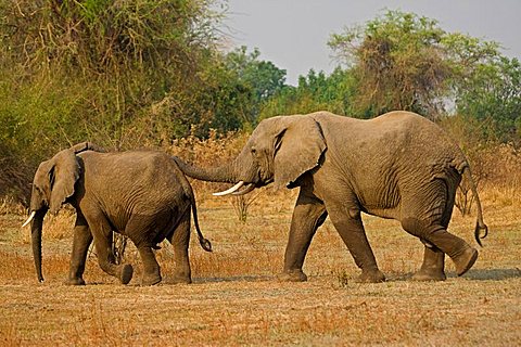 African Bush Elephants (Loxodonta africana), South Luangwa National Park, Zambia, Africa