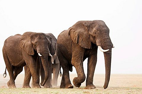 African Bush Elephants (Loxodonta africana), Chobe River, Chobe National Park, Botswana, Africa