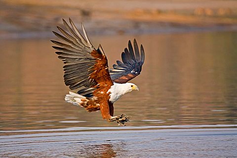 African Fish Eagle (Haliaeetus vocifer) fishing, Chobe River, Chobe National Park, Botswana, Africa