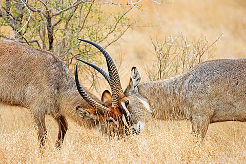 Waterbuck (Kobus ellipsiprymnus), fighting, Kruger National Park, South Africa