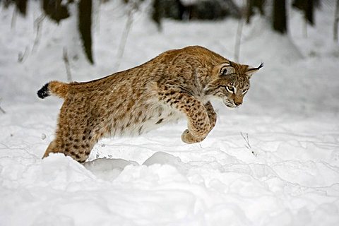 Eurasian Lynx (Lynx lynx) hunting, winter, Bavaria, Germany, Europe