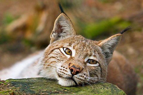 Eurasian Lynx (Lynx lynx), Bavaria, Germany, Europe