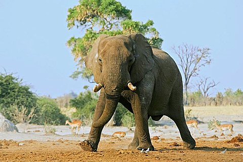 African Bush Elephant (Loxodonta africana) bull, Savuti, Chobe National Park, Botswana, Africa