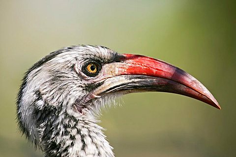 Red-billed Hornbill (Tockus erythrorhynchus), Savuti, Chobe National Park, Botswana, Africa