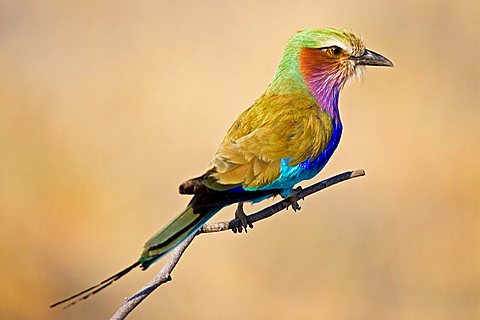 Lilac-breasted Roller (Coracias caudata), Moremi National Park, Okavango Delta, Botswana, Africa