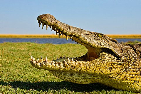 Nile Crocodile (Crocodylus niloticus), mouth wide open, on the bank of the Chobe River, Chobe National Park, Botswana, Africa