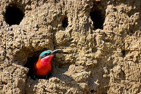 Southern Carmine Bee-eater (Merops nubicoides) in a nesting cave on the steep banks of the Okavango River, Botswana, Africa