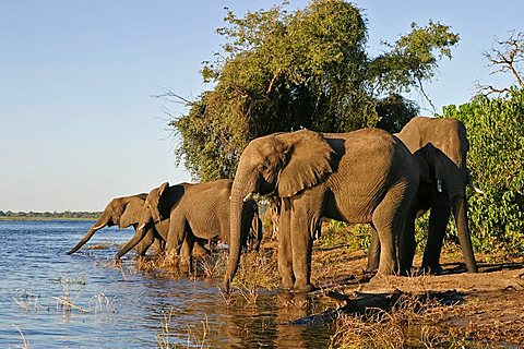 African Bush Elephants (Loxodonta africana) drinking from the Chobe River, Chobe River National Park, Botswana, Africa