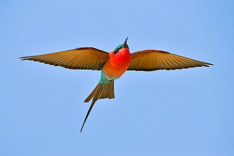 Carmin Bee-eaters (Merops nubicoides), Caprivi Strip, Zambezi, Namibia, Africa