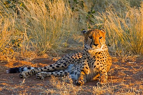 Cheetah (Acinonyx jubatus), Namibia, Africa