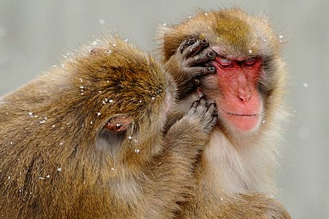 Japanese macaques (Macaca fuscata) in winter