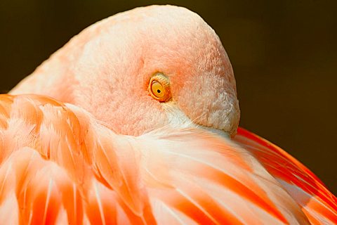 Greater flamingo (Phoenicopterus ruber roseus)