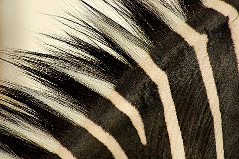 mane, coat of zebra, grevyzebra, detail