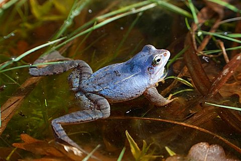 Moor frog (Rana arvalis)