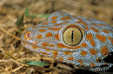 Tokay gecko (Gekko gecko), Khao Sok, Thailand, Southeast Asia