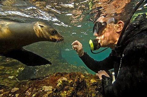 Fur Sealion, playing with diver, Arctocephalus-Galapagonensis, South-Plaza-Island, Ecuador, Pacific Ocean