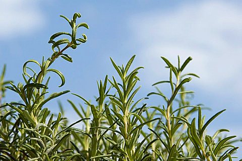 Rosemary rosmarinus officinalis medicinal herbs