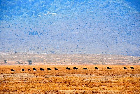 Herd of Blue Wildebeests (Connochaetes taurinus) move one after another in dry grassland Ngorongoro Crater Tanzania