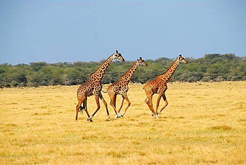 Three Giraffes (Giraffa camelopardalis) galloping through the savannah Lake Manyara National Park Tanzania